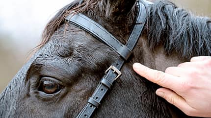 CAVALLO Anatomische Zäume Anatomische Zäume
