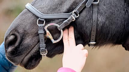 CAVALLO Anatomische Zäume Anatomische Zäume