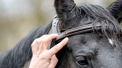 CAVALLO Anatomische Zäume Anatomische Zäume