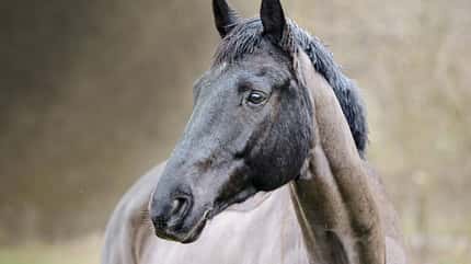 CAVALLO Anatomische Zäume Anatomische Zäume