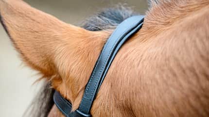 CAVALLO Anatomische Zäume Anatomische Zäume