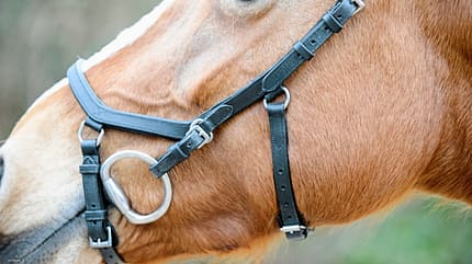 CAVALLO Anatomische Zäume Anatomische Zäume