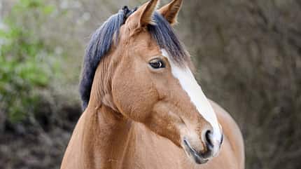 CAVALLO Anatomische Zäume Anatomische Zäume