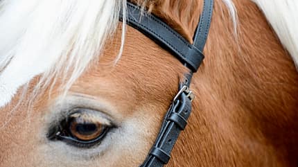 CAVALLO Anatomische Zäume Anatomische Zäume