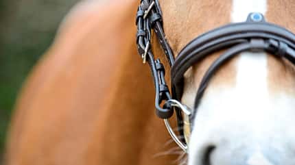 CAVALLO Anatomische Zäume Anatomische Zäume