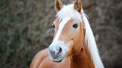 CAVALLO Anatomische Zäume Anatomische Zäume