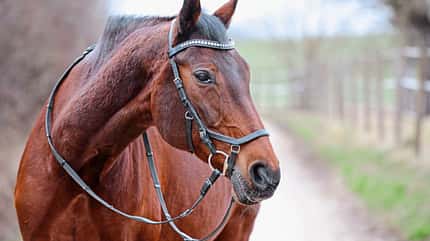 CAVALLO Anatomische Zäume Anatomische Zäume
