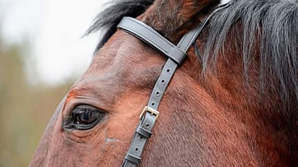 CAVALLO Anatomische Zäume Anatomische Zäume