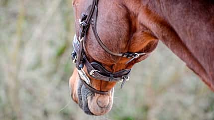 CAVALLO Anatomische Zäume Anatomische Zäume