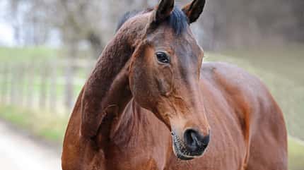 CAVALLO Anatomische Zäume Anatomische Zäume