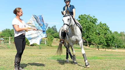 CAVALLO Amour Amour