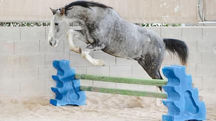 CAVALLO Amour Amour