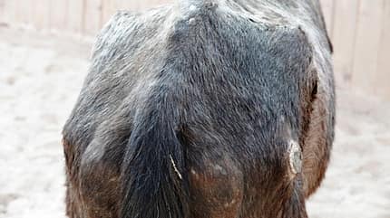 CAVALLO Amour Amour