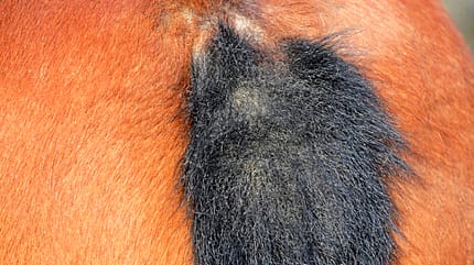 CAVALLO Kompendium Sommerekzem Kompendium Sommerekzem