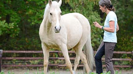 CAVALLO TSP Neues Horsemanship TSP Neues Horsemanship