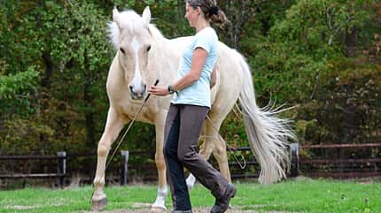 CAVALLO TSP Neues Horsemanship TSP Neues Horsemanship