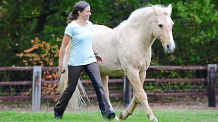 CAVALLO TSP Neues Horsemanship TSP Neues Horsemanship