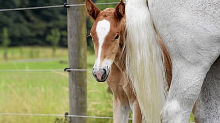 CAVALLO Genetische Selektion in der Pferdezucht Genetische Selektion in der Pferdezucht