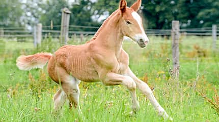 CAVALLO Genetische Selektion in der Pferdezucht Genetische Selektion in der Pferdezucht