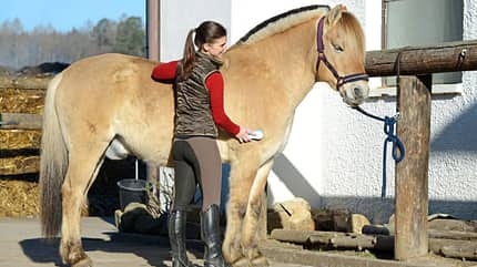 CAVALLO Pferde wieder sensibilisieren Pferde wieder sensibilisieren