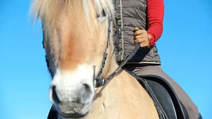 CAVALLO Pferde wieder sensibilisieren Pferde wieder sensibilisieren
