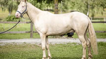 CAVALLO Tragkraft-Training Tragkraft-Training