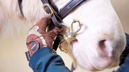 CAVALLO Tragkraft-Training Tragkraft-Training