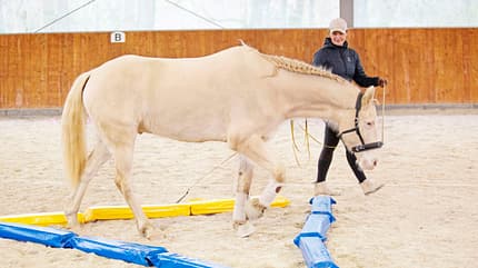 CAVALLO Tragkraft-Training Tragkraft-Training