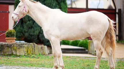 CAVALLO Tragkraft-Training Tragkraft-Training