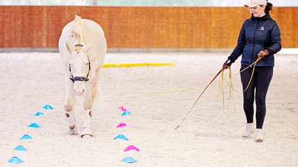 CAVALLO Tragkraft-Training Tragkraft-Training