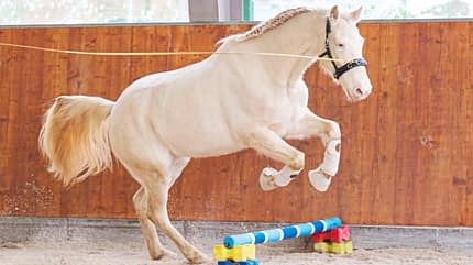 CAVALLO Tragkraft-Training Tragkraft-Training