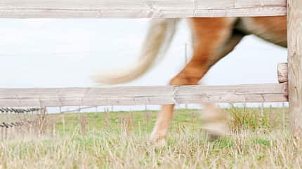 CAVALLO Weidezaun-Check Weidezaun-Check