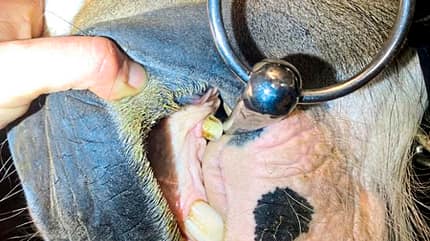 CAVALLO Alternativen zur Wassertrense Alternativen zur Wassertrense