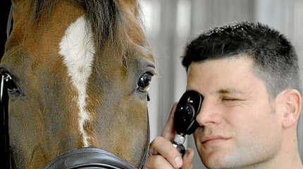 CAVALLO Medizin-Kompendium periodisch wiederkehrende Augenentzündung Medizin-Kompendium periodisch wiederkehrende Augenentzündung