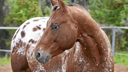CAVALLO Medizin-Kompendium periodisch wiederkehrende Augenentzündung Medizin-Kompendium periodisch wiederkehrende Augenentzündung