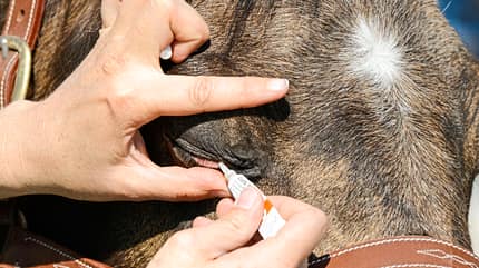 CAVALLO Medizin-Kompendium periodisch wiederkehrende Augenentzündung Medizin-Kompendium periodisch wiederkehrende Augenentzündung