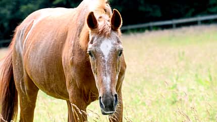 CAVALLO Muskeln aus dem Trog Muskeln aus dem Trog