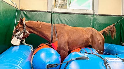 CAVALLO Equi-lift Equi-lift