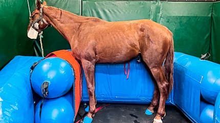 CAVALLO Equi-lift Equi-lift