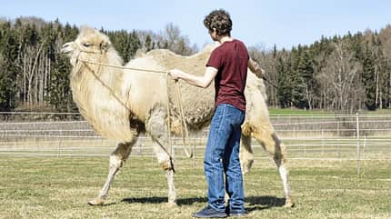 CAVALLO Arien Aguilar Arien Aguilar