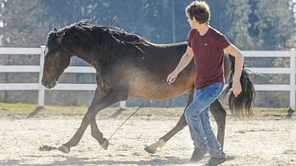 CAVALLO Arien Aguilar Arien Aguilar