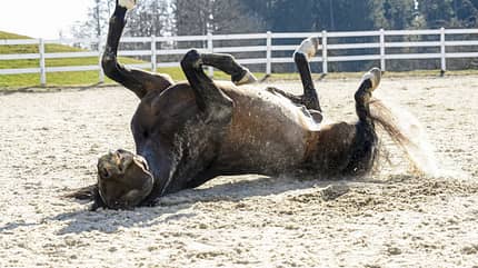 CAVALLO Arien Aguilar Arien Aguilar