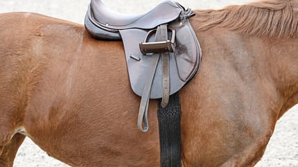 CAVALLO Top Thema Sattel Top Thema Sattel