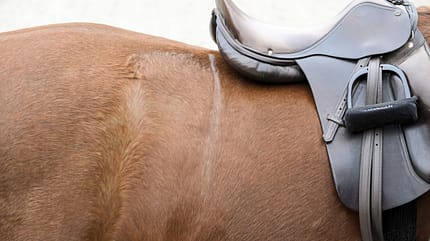 CAVALLO Top Thema Sattel Top Thema Sattel
