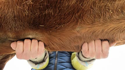 CAVALLO Top Thema Sattel Top Thema Sattel