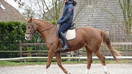 CAVALLO Top Thema Sattel Top Thema Sattel