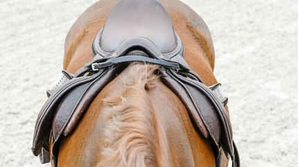 CAVALLO Top Thema Sattel Top Thema Sattel