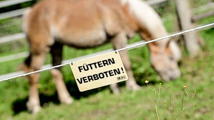 CAVALLO Streichelzoo Streichelzoo