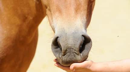 CAVALLO Streichelzoo Streichelzoo
