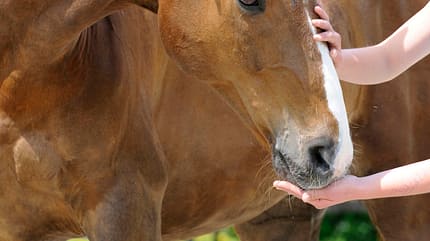 CAVALLO Streichelzoo Streichelzoo